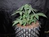 Mossys seeds 020.jpg