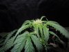 Mossys seeds 022.jpg