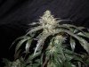 Mossys seeds 027.jpg