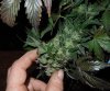 Mossys seeds 031.jpg