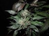 Mossys seeds 028.jpg