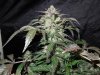 Mossys seeds 032.jpg