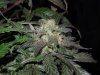 Mossys seeds 035.jpg