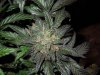 Mossys seeds 037.jpg