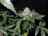 Mossys seeds 039.jpg