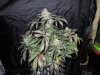 Mossys seeds 026.jpg