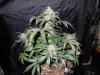 Mossys seeds 025.jpg