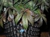 Mossys seeds 042.jpg