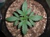 AK-47_3-10-13 DAY 10.jpg