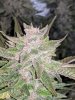 Auto Cherry Bomb.Coco.jpg