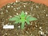 1st grow 008.jpg 1st grow 008.jpg