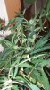 DSCF1049.jpg