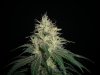 SOUR JACK_3-14-13 5.jpg