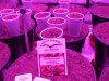 ULTIMATE DP SOG JOURNAL day 6 seedlings 12no 003.jpg ULTIMATE DP SOG JOURNAL day 6 seedlings 12no 003.jpg