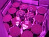 ULTIMATE DP SOG JOURNAL day 6 seedlings 12no 006.jpg ULTIMATE DP SOG JOURNAL day 6 seedlings 12no 006.jpg