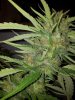 santa bud porn 2.jpg