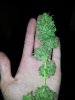 santa bud porn.jpg