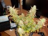 100_2225.jpg