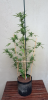 20190202_180332.png