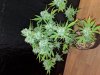 IMG_20190207_164934.jpg