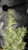 5F6538CD-407B-413C-AD75-6652A2B0D715.png