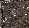 Blueberry auto seedling pic1 -2-21-2019.jpg