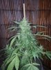 NYLD x AK47 (1).jpg