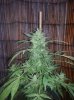 NYLD x AK47 (2).jpg