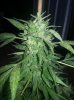 NYLD x AK47 (4).jpg