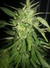 NYLD x AK47 (5).jpg