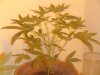 DSC00608.JPG