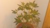 DSC00623.jpg