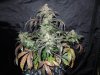 Mossys seeds 001.jpg