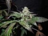 Mossys seeds 007.jpg
