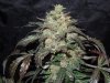 Mossys seeds 009.jpg