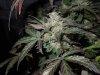 Mossys seeds 014.jpg