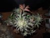 Mossys seeds 018.jpg