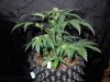 Mossys seeds 019.jpg