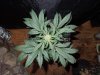Mossys seeds 022.jpg