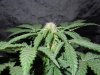 Mossys seeds 024.jpg