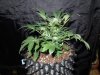 Mossys seeds 025.jpg