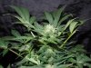 Mossys seeds 027.jpg