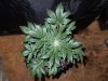 Mossys seeds 029.jpg