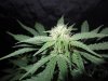 Mossys seeds 033.jpg