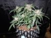 Mossys seeds 036.jpg