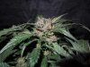 Mossys seeds 039.jpg