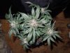 Mossys seeds 042.jpg