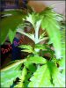 DSC00339.jpg
