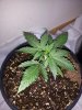 20130318_121239.jpg
