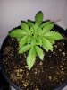 20130318_121311.jpg